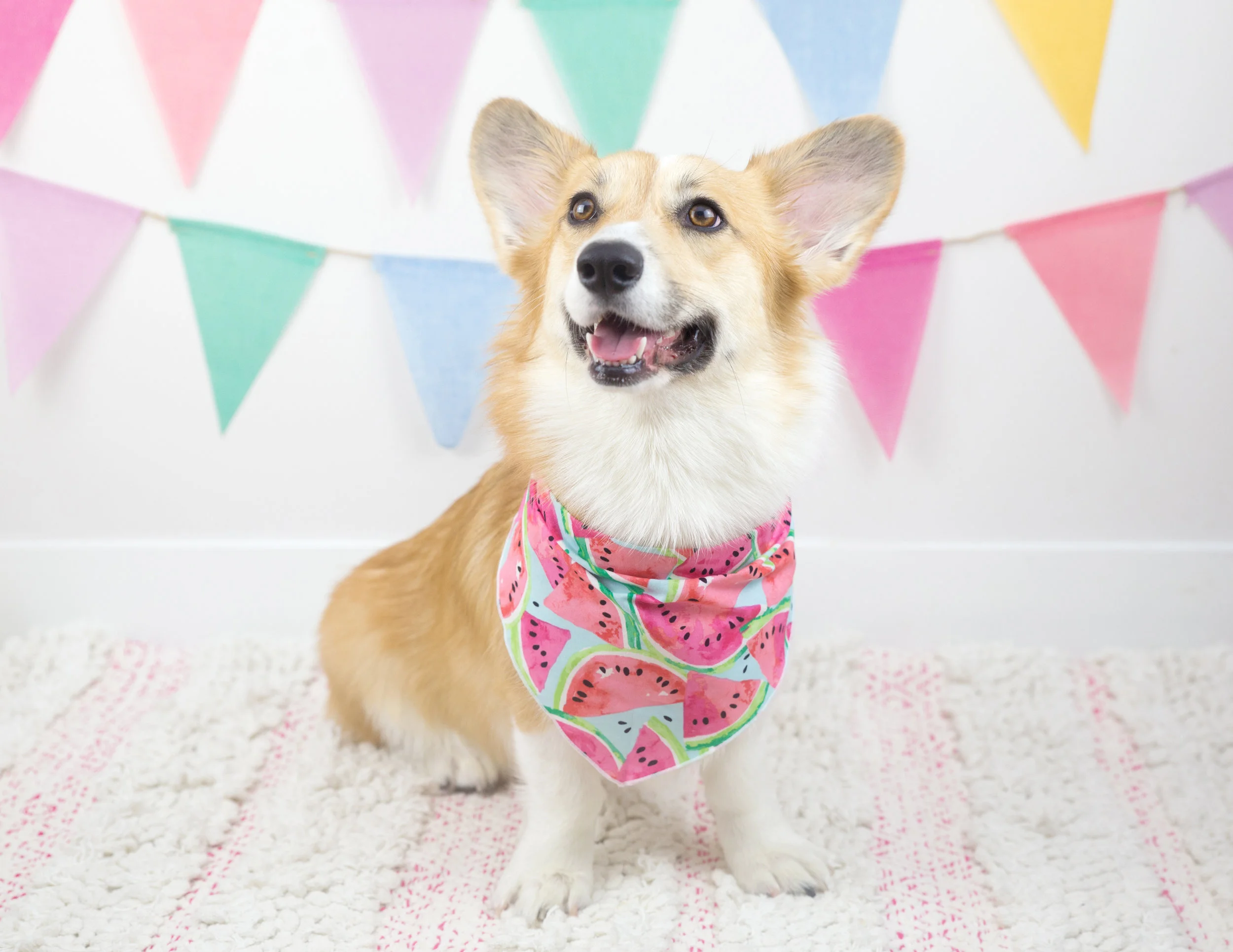 Dog online wearing bandana